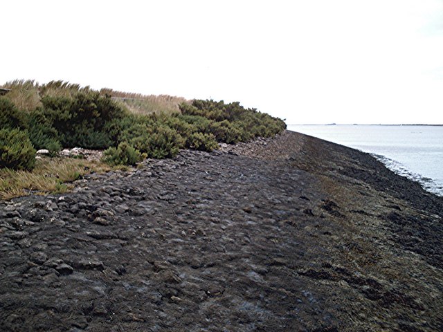 Archivo:Shrubs on the seawall - geograph.org.uk - 214493.jpg