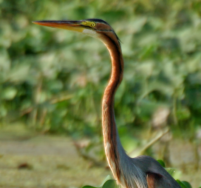 Archivo:Purple Heron (Ardea purpurea) in Kolleru, AP W3 IMG 4052.jpg