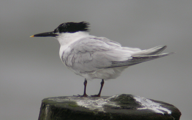 Archivo:Sandwich Tern perched.jpg