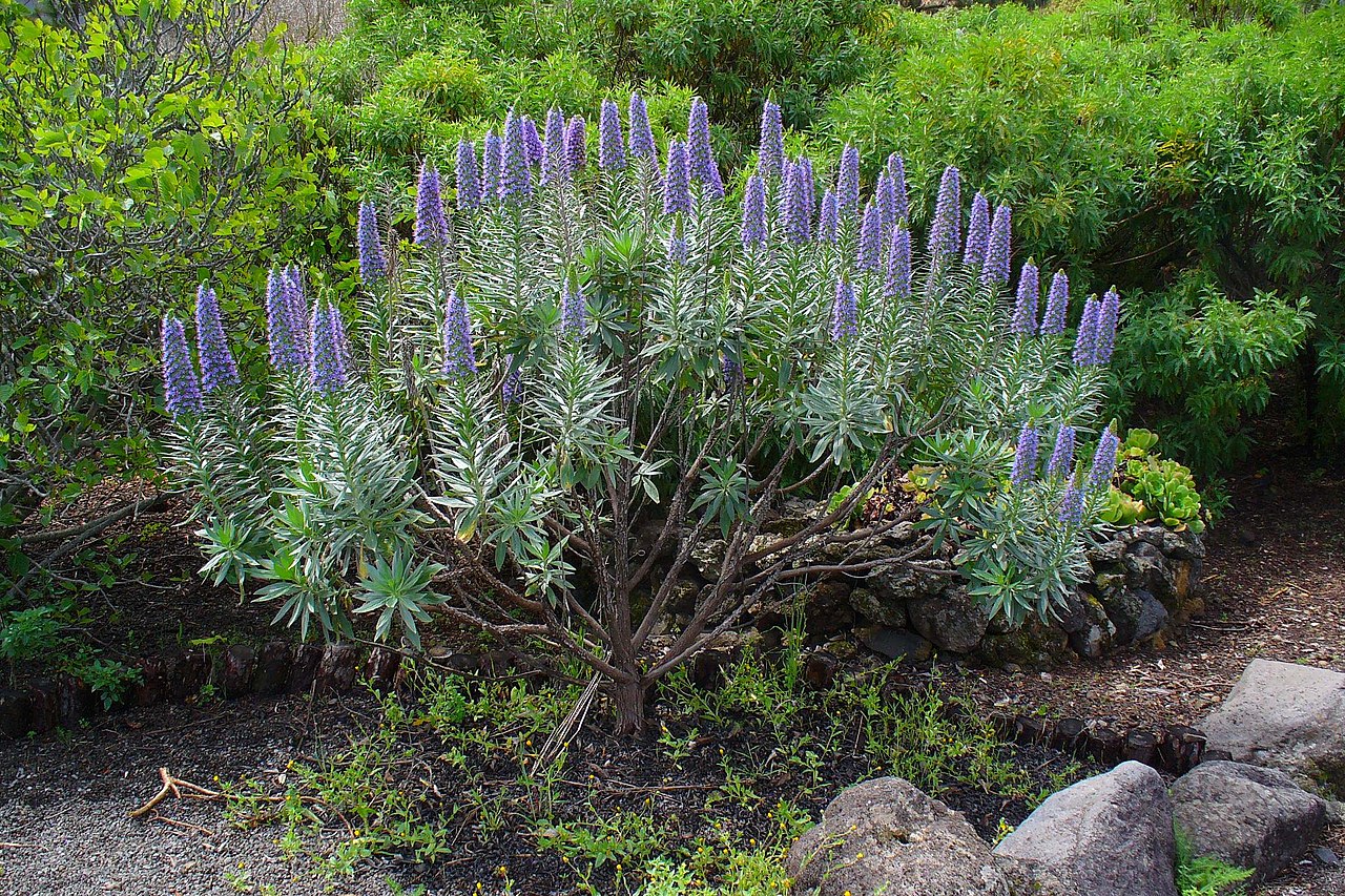 Echium webbii - La Palma - 01.JPG