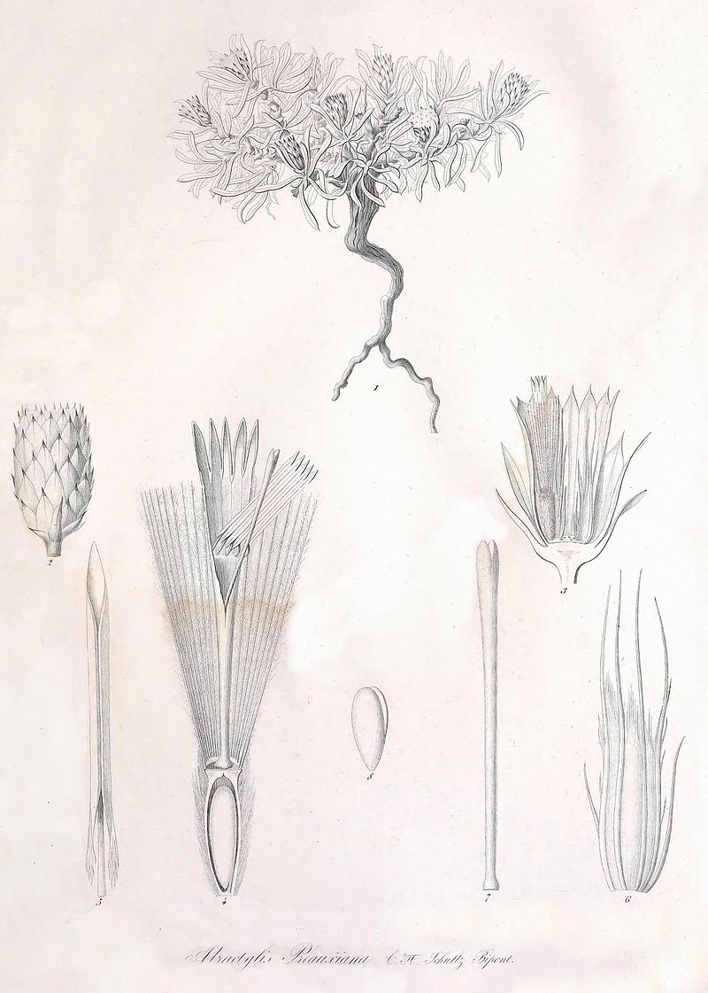Atractylis preauxiana - Hist.Nat, 350.jpg