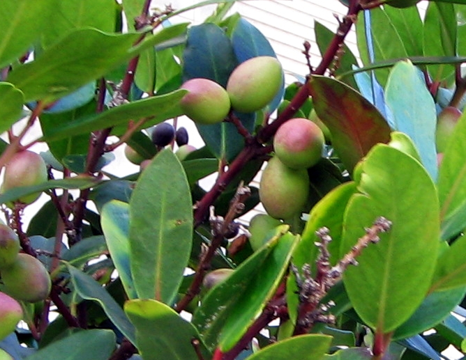 Archivo:Persea indica-2.jpg