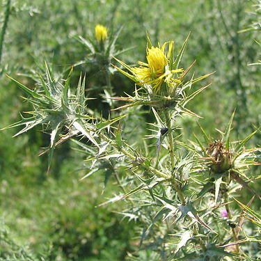 Yellow thorny flower bgiu.jpg