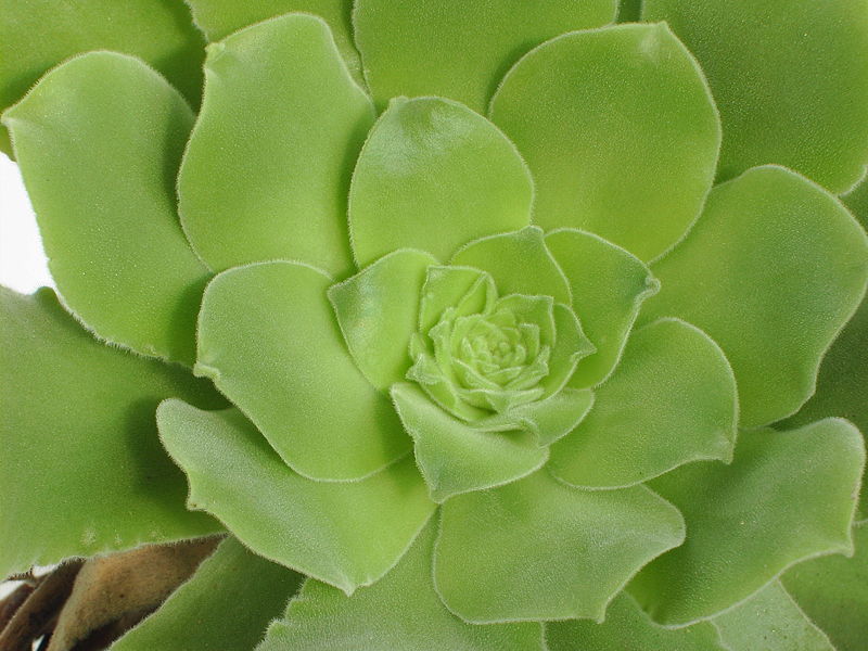 Archivo:Aeonium canariense PICT031.jpg