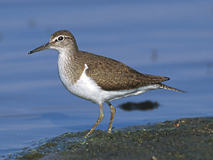 Archivo:Actitis hypoleucos 1 tb (Marek Szczepanek).jpg