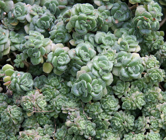 Archivo:Aichryson tortuosum01.jpg