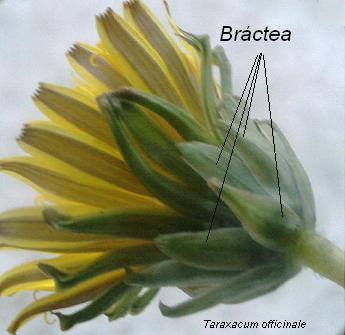Archivo:Bráctea Taraxacum officinale.jpg