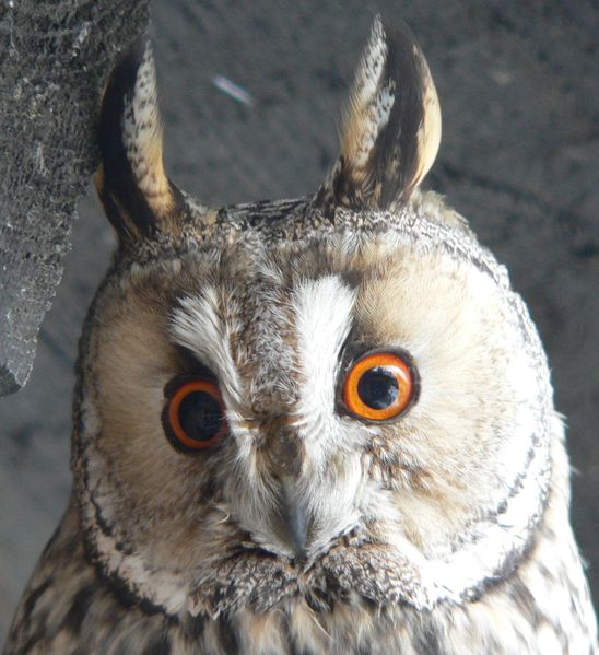 Archivo:Strix aluco Waldohreule Gesichtsschleier 2.jpg