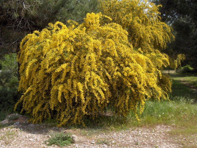 Archivo:Acacia saligna(01).jpg