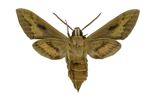 Archivo:Macho de Hyles tithymali, vista ventral.png
