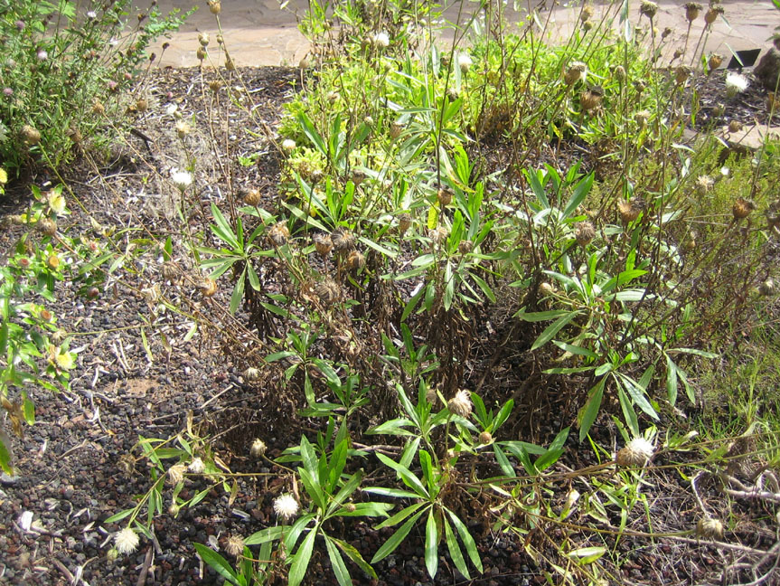Polycarpaea filifolia.jpg