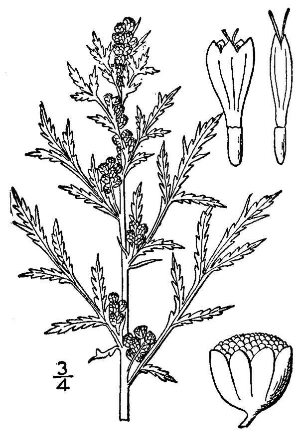 Artemisia biennis BB-1913.jpg