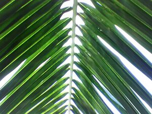 Coconut palm leaf of the tree that grows in my miserly landlords house.jpg