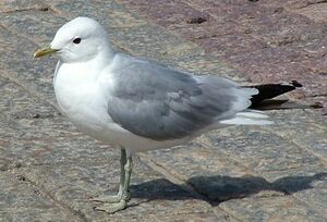 LaridaeX in Helisnki.jpg