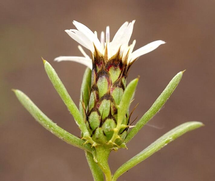 Archivo:Atractylis arbuscula-Roubaldi-1.jpg