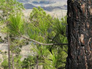 Pino canario quemado.JPG