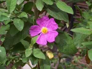 Cistus symphythifolius.jpg