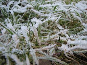 Icy grass in Salzburg.jpg