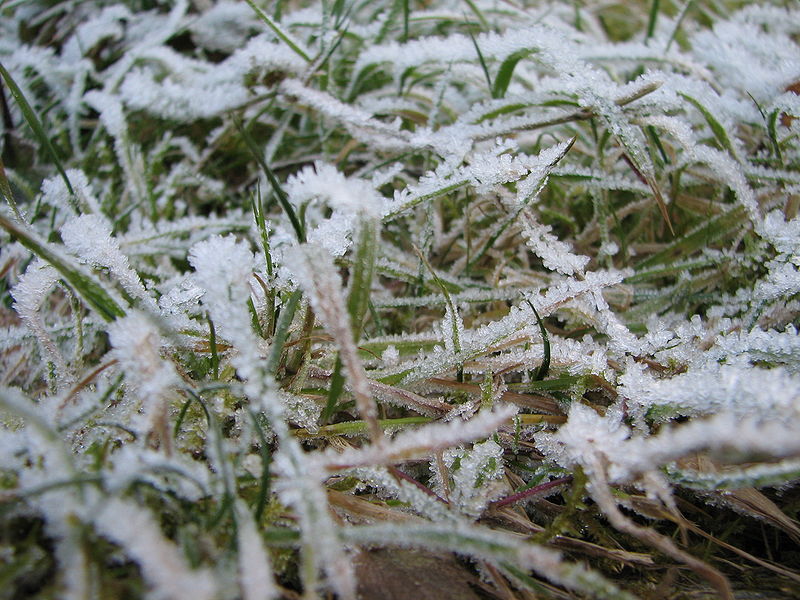 Archivo:Icy grass in Salzburg.jpg