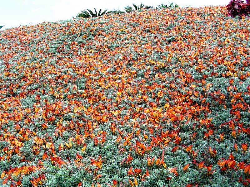 Archivo:Lotus berthelotii.JPG