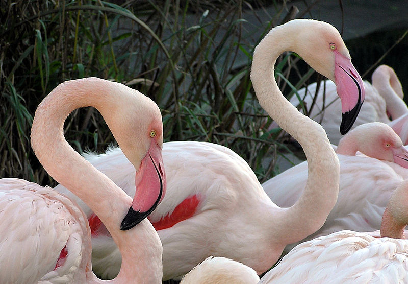 Archivo:Bristol.zoo.greater.flamingo.arp.jpg