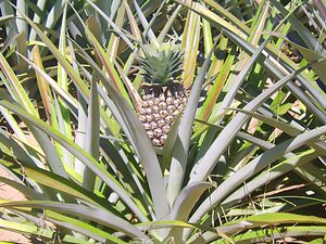 Cultivo Piña.jpg