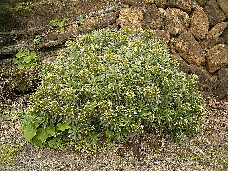 Archivo:Echium aculeatum (Los Tilos) 01.jpg