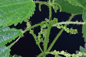 Img 9274-uritica-morifolia-flores-mejor-10-flores-deetalle.jpg