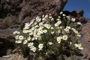 Argyranthemum tenerifae Parco nazionale del Teide 0028.jpg