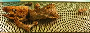 Gallotia goliath mummy 2.JPG
