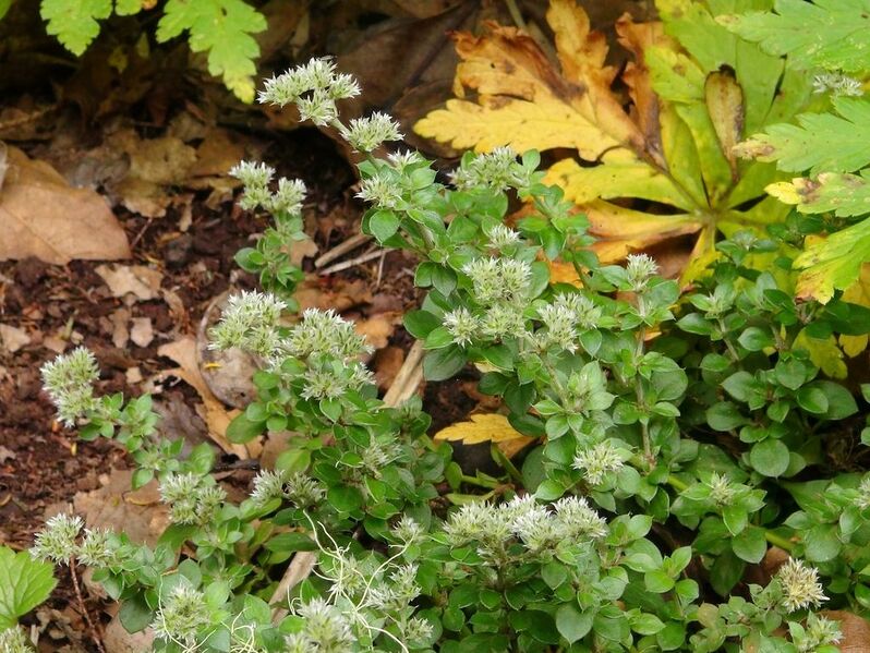 Archivo:Polycarpaea latifolia Tenerife 1.jpg