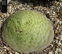 Aeonium labuliforme.jpg