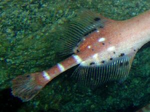 Aulostomus strigosus, aletas.jpg