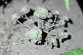 Aeonium mascaense en cultivo.jpg