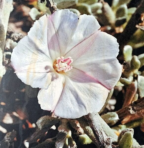 Archivo:Convolvulus caput medusae Lowe.jpg