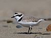 Snowy Plover Morro Strand.jpg