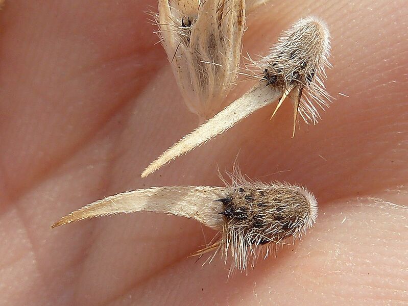 Archivo:B. bituminosa frutos-1.JPG