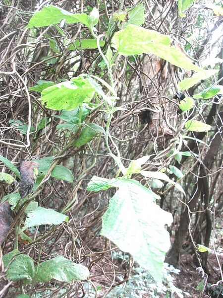 Archivo:Convolvulus canariensis.jpg