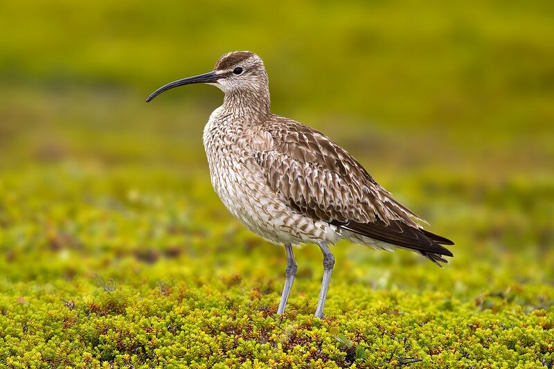 Archivo:Whimbrel Numenius phaeopus.jpg