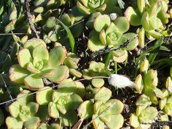 Aeonium gomerense.JPG