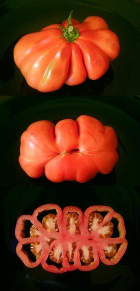 Archivo:Cuor di bue 3in1.jpg