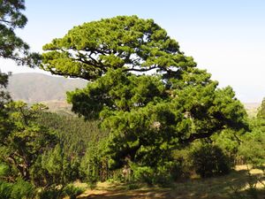 Pino de Gáldar 2601.jpg