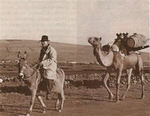 Burro majorero y camello canario.jpg