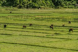 Cows grazing.jpg