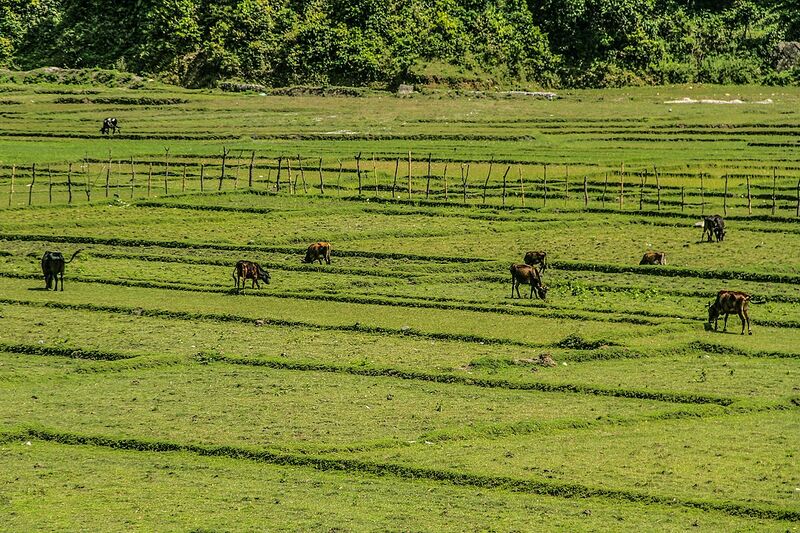 Archivo:Cows grazing.jpg