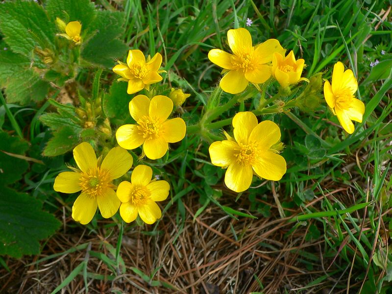 Archivo:Ranunculus cortusifolius.jpg