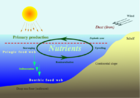 Nutrient-cycle hg.png