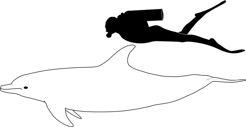 Archivo:Bottlenose dolphin size.png