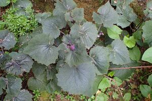 Pericallis cruenta kz1.jpg