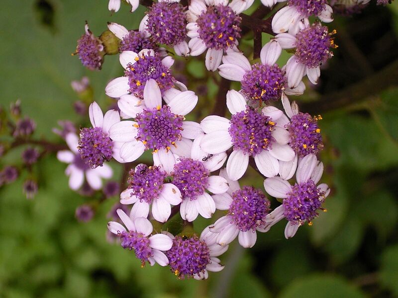 Archivo:Pericallis papyracea (Los Tilos) 01.jpg